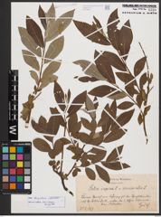 Salix burjatica Nasarow